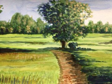 Tree in a field
