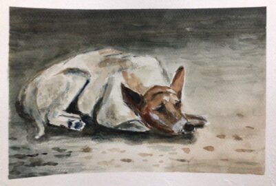 Street dog at rest