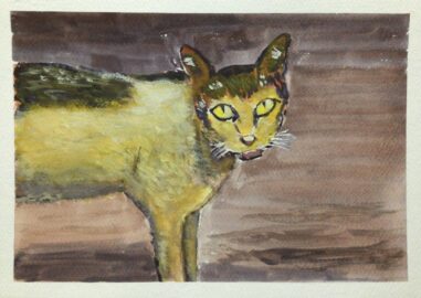 Random stray cat