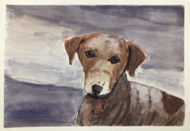 Cute street dog