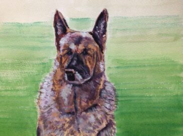 German shepherd