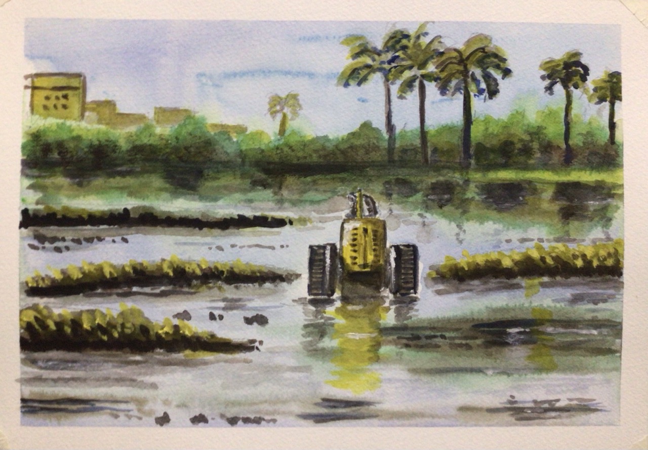 Paddy fields